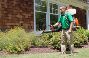 Mosquito Joe of Northeast Nashville technician spraying bushes out of a home. 
