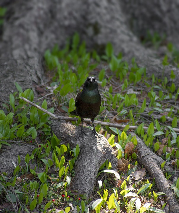 A black bird resting on a treet limb staring into the camera. 