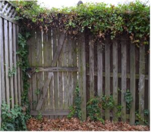 Wooden fence with ivy. 