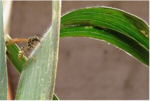 Yellow Jacket resting on leaf.